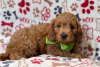 Foto №3. Wunderschöne Cavapoo-Welpen zur kostenlosen Adoption. Deutschland