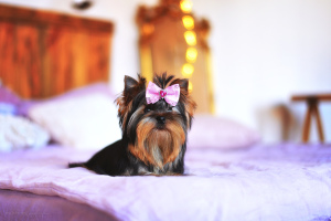 Foto №2 zu Ankündigung № 6281 zu verkaufen yorkshire terrier - einkaufen Ukraine vom kindergarten, züchter