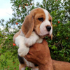 Foto №2 zu Ankündigung № 120591 zu verkaufen beagle - einkaufen Deutschland quotient 	ankündigung