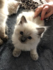 Foto №4. Ich werde verkaufen ragdoll-katze in der Stadt Sydney. quotient 	ankündigung - preis - 331€