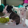 Foto №2 zu Ankündigung № 109162 zu verkaufen bullterrier - einkaufen Deutschland quotient 	ankündigung