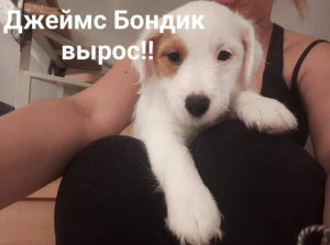 Foto №4. Ich werde verkaufen jack russell terrier in der Stadt Moskau. züchter - preis - 730€