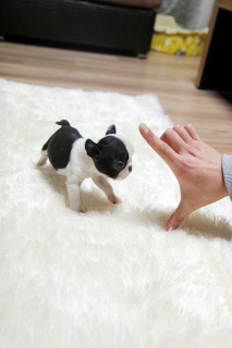 Foto №3. Miniatur Französische Bulldogge, schöne Welpen 1kg.. Polen