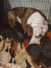 Foto №1. american bulldog - zum Verkauf in der Stadt Copenhague | 500€ | Ankündigung № 10144
