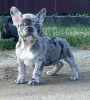 Foto №1. mischlingshund - zum Verkauf in der Stadt Slutsk | 429€ | Ankündigung № 52486