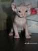 Foto №4. Ich werde verkaufen sphynx cat in der Stadt Лида. quotient 	ankündigung - preis - 212€