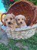 Foto №3. Maltipoo-Welpen. Serbien