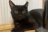 Zusätzliche Fotos: Schwarzes Katzenkätzchen Shelly als Geschenk an gütige Herzen!
