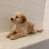 Foto №2 zu Ankündigung № 104891 zu verkaufen golden retriever - einkaufen Australien quotient 	ankündigung