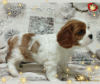 Foto №4. Ich werde verkaufen cavalier king charles spaniel in der Stadt Minsk. züchter - preis - verhandelt