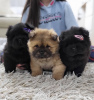 Foto №3. Chow Chow Male Puppies For Sale!. Serbien