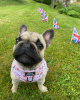 Foto №2 zu Ankündigung № 48764 zu verkaufen französische bulldogge - einkaufen Großbritannien 