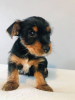 Foto №3. Teacup Yorkshire Terrier Welpe zur kostenlosen Adoption. Deutschland