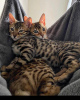 Foto №1. bengal katzenrasse - zum Verkauf in der Stadt Paris | 1100€ | Ankündigung № 58053