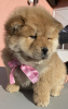 Foto №3. Chow-Chow welpen. Serbien