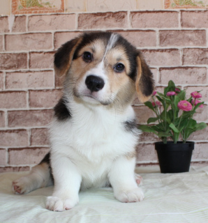 Foto №1. welsh corgi - zum Verkauf in der Stadt St. Petersburg | 733€ | Ankündigung № 1640