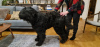 Zusätzliche Fotos: Schwarze russische Terrier-Welpen - FCI