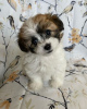 Foto №2 zu Ankündigung № 95073 zu verkaufen shih tzu - einkaufen Deutschland quotient 	ankündigung