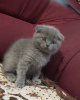 Foto №3. Atemberaubende GCCF Scottish Fold-Kätzchen mit Stammbaum. Tschechische Republik