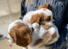 Foto №3. Schöne Gesundheit Cavalier Puppies Business WhatsApp 37256062792. Finnland