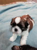 Foto №4. Ich werde verkaufen lhasa apso, shih tzu in der Stadt Vilnius. quotient 	ankündigung, vom kindergarten, züchter - preis - 600€