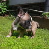 Foto №2 zu Ankündigung № 20560 zu verkaufen französische bulldogge - einkaufen Russische Föderation quotient 	ankündigung