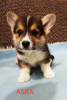 Foto №3. Corgi Welsh Pembroke. Serbien