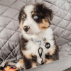 Foto №1. australian shepherd - zum Verkauf in der Stadt Daugavpils | Frei | Ankündigung № 120819