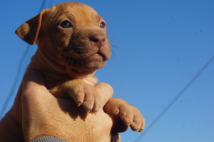 Zusätzliche Fotos: Zwinger LOVELY HEARTS, Welpen des Pitbull-Terriers der Sportzucht