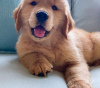 Foto №2 zu Ankündigung № 45587 zu verkaufen golden retriever - einkaufen USA quotient 	ankündigung