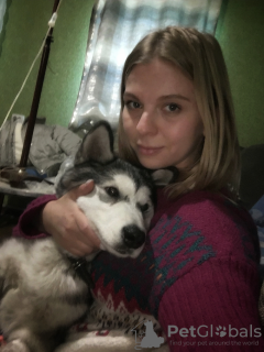 Foto №3. Tierarzt zu Hause in Kharkov in Ukraine