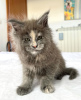 Foto №2 zu Ankündigung № 103250 zu verkaufen maine-coon-katze - einkaufen USA züchter