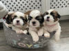 Foto №3. Entzückende Shih Tzu Welpen zur kostenlosen Adoption. Deutschland