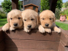 Foto №2 zu Ankündigung № 115952 zu verkaufen golden retriever - einkaufen Deutschland 