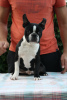 Foto №2 zu Ankündigung № 77212 zu verkaufen boston terrier - einkaufen Serbien züchter