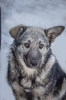 Foto №2 zu Ankündigung № 48020 zu verkaufen mischlingshund - einkaufen Russische Föderation quotient 	ankündigung