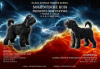 Zusätzliche Fotos: Russische Black Terrier Welpen