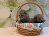 Foto №3. Scottish Fold-Kätzchen stehen zur Adoption zur Verfügung. Deutschland