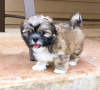 Foto №2 zu Ankündigung № 99908 zu verkaufen shih tzu - einkaufen Deutschland züchter