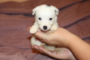 Zusätzliche Fotos: Jack Russell Terrier Welpen
