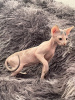 Foto №2 zu Ankündigung № 91821 zu verkaufen sphynx cat - einkaufen Usbekistan quotient 	ankündigung
