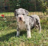 Foto №2 zu Ankündigung № 124061 zu verkaufen american bully - einkaufen Finnland quotient 	ankündigung