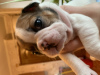Foto №2 zu Ankündigung № 8809 zu verkaufen französische bulldogge - einkaufen Ukraine quotient 	ankündigung