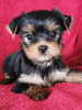 Foto №2 zu Ankündigung № 75526 zu verkaufen yorkshire terrier - einkaufen Lettland quotient 	ankündigung