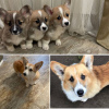 Foto №2 zu Ankündigung № 90467 zu verkaufen welsh corgi - einkaufen Estland quotient 	ankündigung