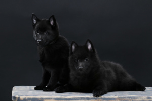 Foto №2 zu Ankündigung № 5505 zu verkaufen schipperke - einkaufen Ukraine quotient 	ankündigung