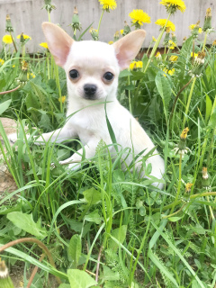 Foto №3. Mini Chihuahua. Weißrussland