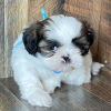 Foto №3. Shih Tzu Hund zu verkaufen.. Russische Föderation