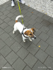 Foto №2 zu Ankündigung № 73126 zu verkaufen jack russell terrier - einkaufen Tschechische Republik quotient 	ankündigung