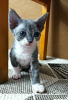 Zusätzliche Fotos: Kätzchen zu verkaufen Devon Rex.